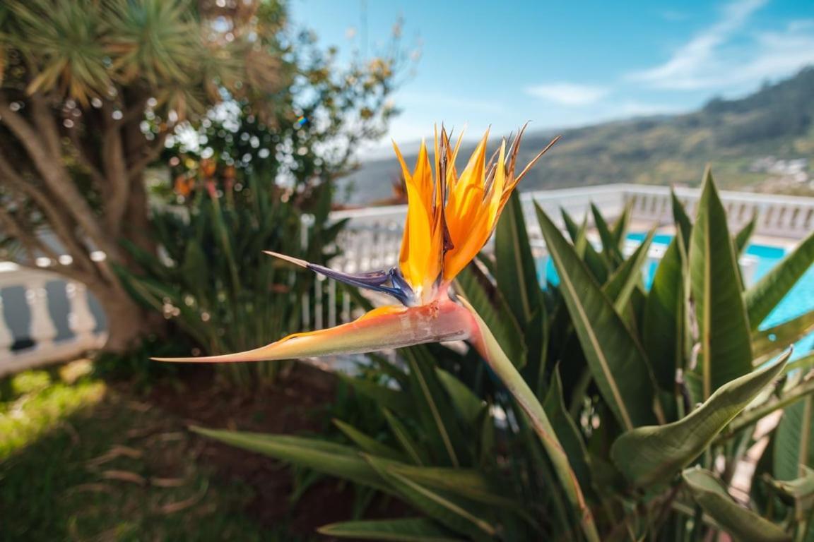 Guestready - Peaceful Paradise In Madeira Arco da Calheta  Exterior foto